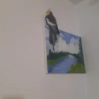 عروس هلندی سخنگو و مرغ عشق