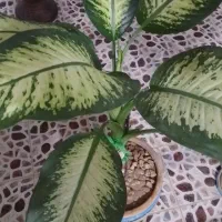 میز جلو مبلی و گل دیفن سرحال|مبلمان خانگی و میز عسلی|سیستان, |دیوار