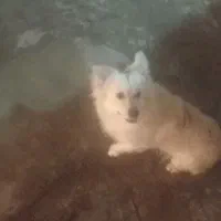 سگ پامر|سگ|سرپل ذهاب, |دیوار