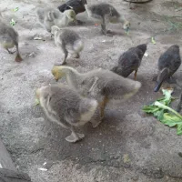 جوجه غاز۴۵روزه