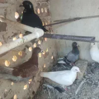 کفتر و کبوتر|پرنده|تربت‌حیدریه, بالا ولایت|دیوار