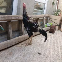 خروس لاری|حیوانات مزرعه|پیرانشهر, |دیوار