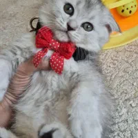 اسکاتیش خرسی