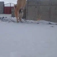 پاکوتا اشپتز|سگ|باسمنج, |دیوار