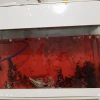 آکواریم|ماهی|نظرآباد, مسکن مهر نظرآباد|دیوار