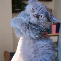 گربه ها|گربه|گرگان, |دیوار