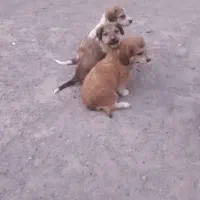 سگ پاکوتاه|سگ|مشهد, هنرستان|دیوار