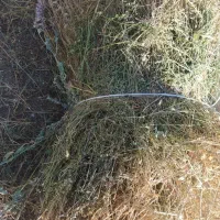 یونجه و علف درجه۱
