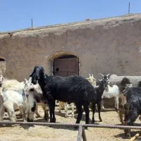 بز شیری|حیوانات مزرعه|قم, پردیسان|دیوار