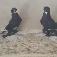 کبوتر|پرنده|تبریز, |دیوار