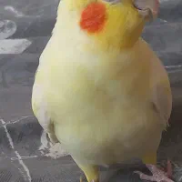 عروس هلندی نر دستی بازیگوش و سخنگو