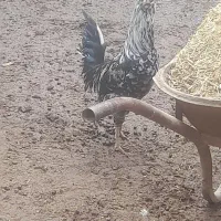 خروس گلین‌لری