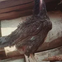 خروس مرغ لاری|حیوانات مزرعه|رامیان, |دیوار