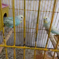عروس هلندی،مرغ عشق رینبو اصل|پرنده|مسجد سلیمان, |دیوار