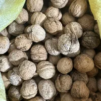 گردوی کاملا ارگانیک