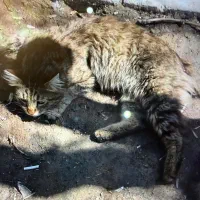 گربه dsh ‌|گربه|تهران, صادقیه|دیوار