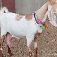 فروش 1راس شاه بز پاکستانی کاموری|حیوانات مزرعه|بردسکن, |دیوار