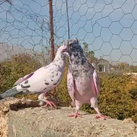 سرور و پلاکی|پرنده|حمیدیا, |دیوار