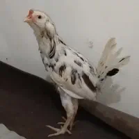 مرغ خروس محلی و گلین|حیوانات مزرعه|کردکوی, |دیوار