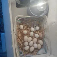 دستگاه جوجه کشی|لوازم جانبی حیوانات|اسلامشهر, مظفریه|دیوار