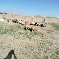 میش زاییده|حیوانات مزرعه|زیرکوه, |دیوار