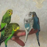 مرغ عشق