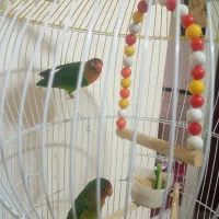 کوتوله برزیلی