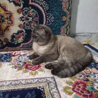 جهت جفت‌گیری