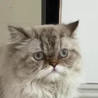 پرشین نر فقط جهت جفتگیری