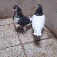 جفت طوقی درشت وساده واکسی سو کاکل