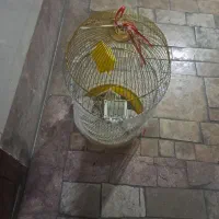 قفس پرنده|لوازم جانبی حیوانات|تهران, سازمان برنامه جنوبی|دیوار