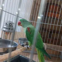 شاه طوطی فول رام سخنگو