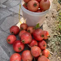 فروش رب انار محلی بصورت عمده