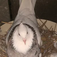 طوق ذرین خال صربی کرمانشاهی