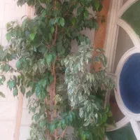 گلهای آپارتمانی زیبا وسر سبز وشاداب|گل و گیاه طبیعی|مراغه, |دیوار