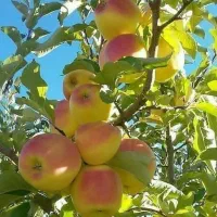 نهال وگل فروشی وهرس کاری