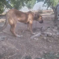 توله سگ سراب|سگ|شازند, |دیوار