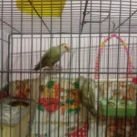 طوطی برزیلی رنگ خواص