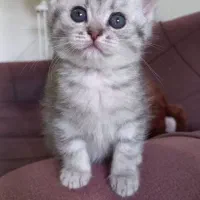 واگذاری گربه بیریتیش