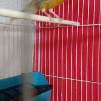 قناری مس خون|پرنده|گلبهار, نوبهار|دیوار