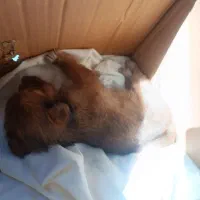 توله پاکوتاه 1500