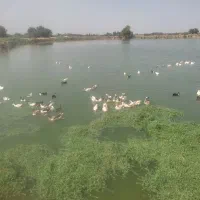 غازواردک سالم وسرحال