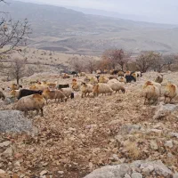 گوسفند داشتی شک|حیوانات مزرعه|چرداول, |دیوار