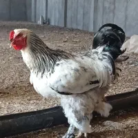 خروس برهما نژاد دار