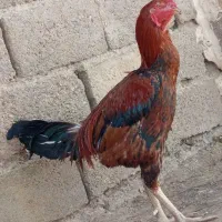 سبز مسافتی خورس لاری|پرنده|زاوه, |دیوار