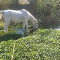 اسب سواری|اسب و تجهیزات اسبسواری|مشگین شهر, |دیوار