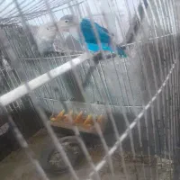 طوطی برزیلی|پرنده|قیدار, |دیوار