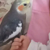 ۱۰۰۰۰۰