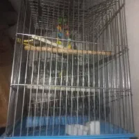قفس بزرگ کاسکو  قفس سهره