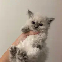 بریتیش بدون واسطه